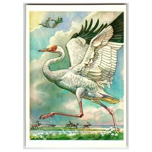 Siberian Crane Sterkh White Crane USSR 1979 Wildlife Bird Art Postcard